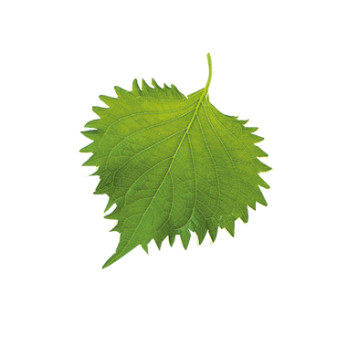 Экстракт листьев периллы